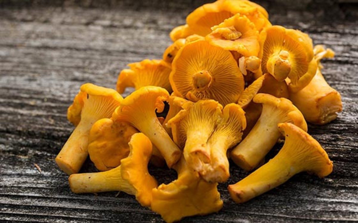 ۴ خاصیت باورنکردنی قارچ قیفی +طرز استفاده در رژیم غذایی