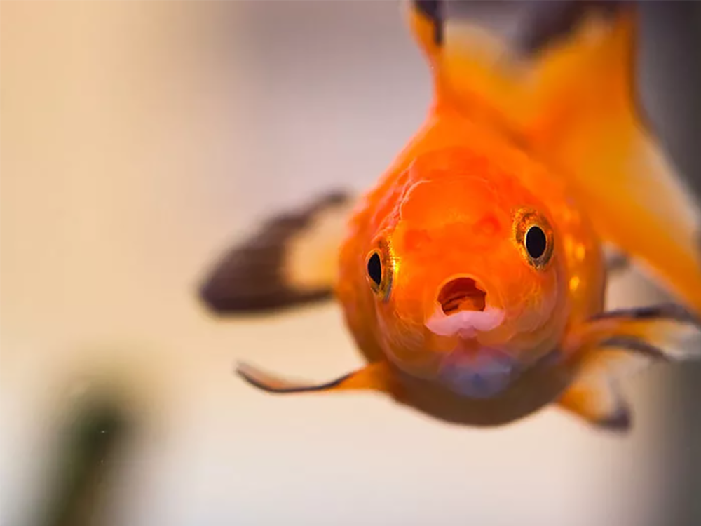 شرایط محیطی نگهداری از ماهی قرمز چگونه باید باشد؟