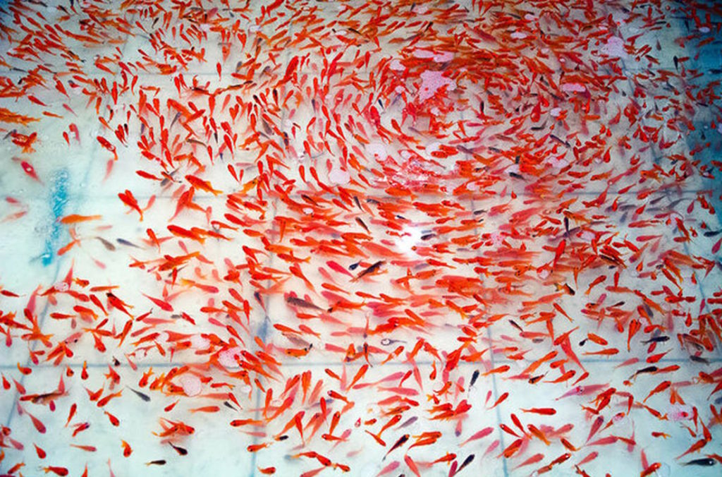 شرایط محیطی نگهداری از ماهی قرمز چگونه باید باشد؟
