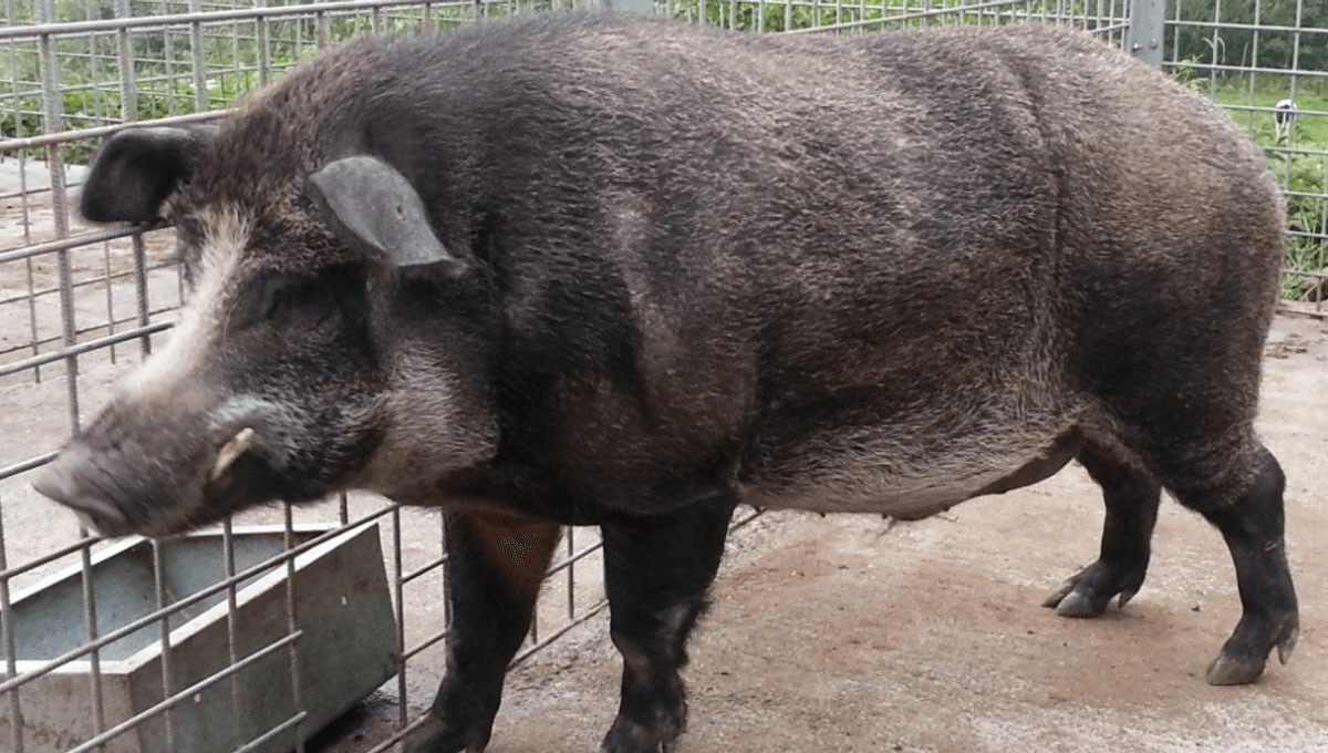 خوک‌های دونژاده وحشی، تهدیدی جدی برای حیات وحش ایالات متحده