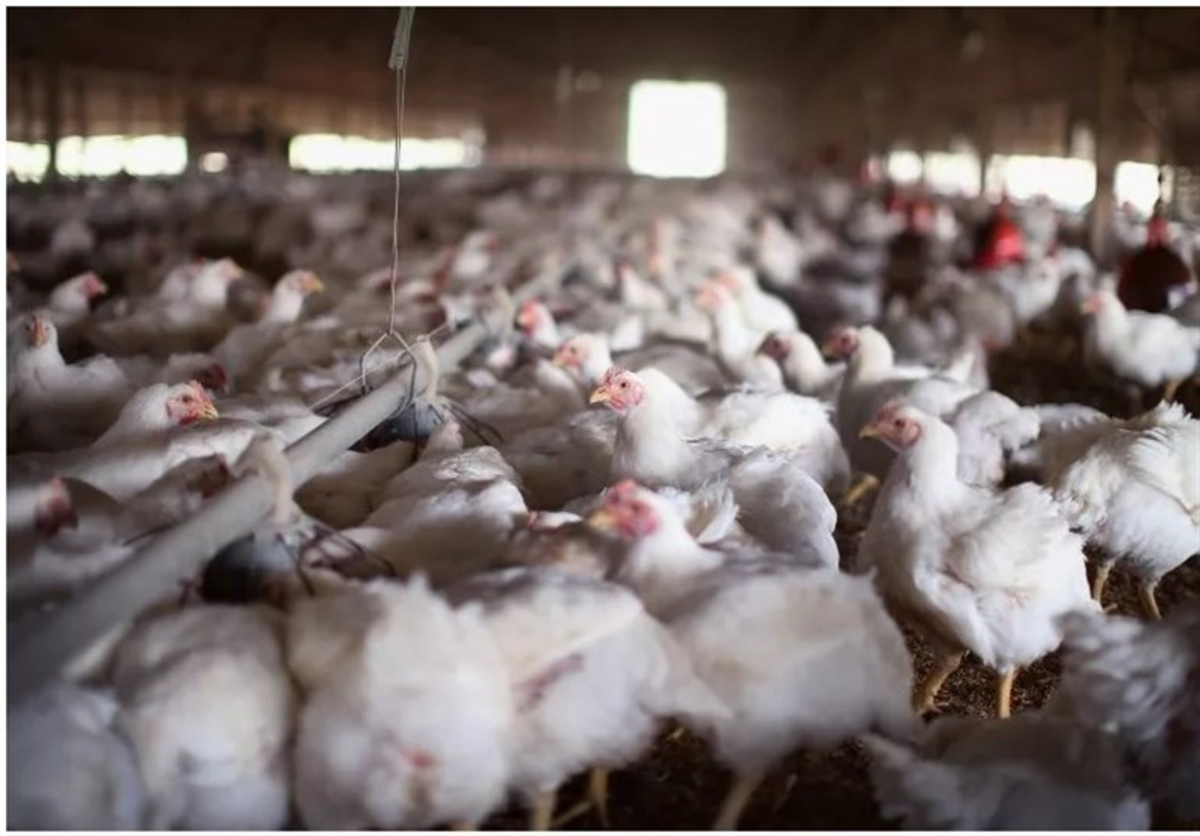نخستین ابتلای انسانی به نوعی از آنفلوآنزای پرندگان در آمریکا