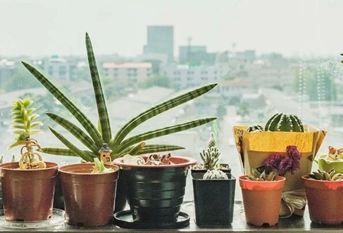 رنگ گیاهان در بهبود اوضاع بیماران چه تاثیری دارد؟
