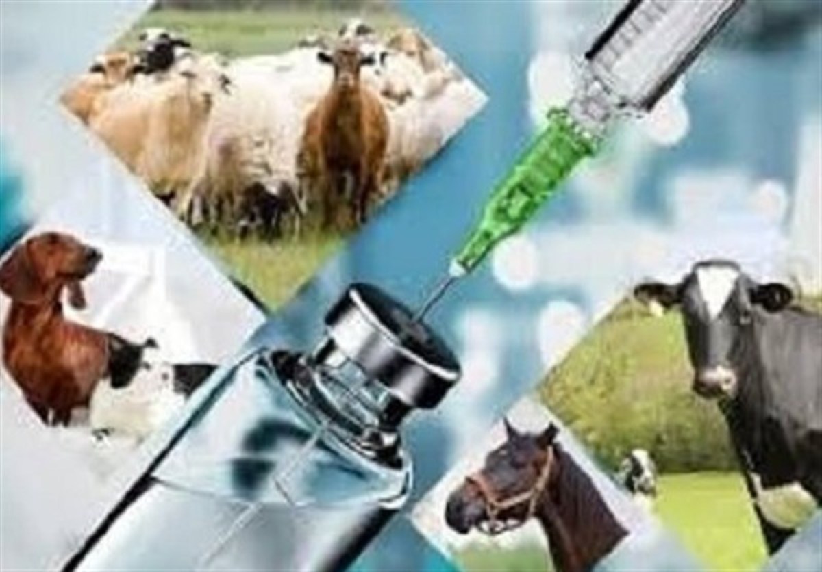 حذف ارز ۴۲۰۰ تومانی تاثیری بر قیمت دارو‌های دامپزشکی ندارد