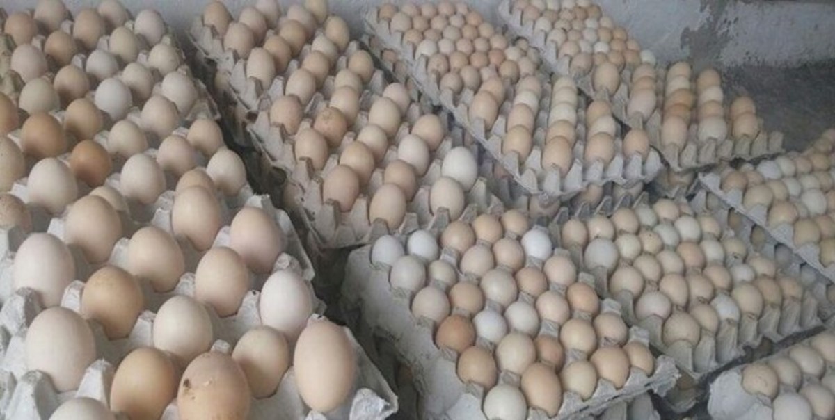 دلیل کمبود تخم مرغ و روغن در برخی فروشگاه‌های سطح شهر