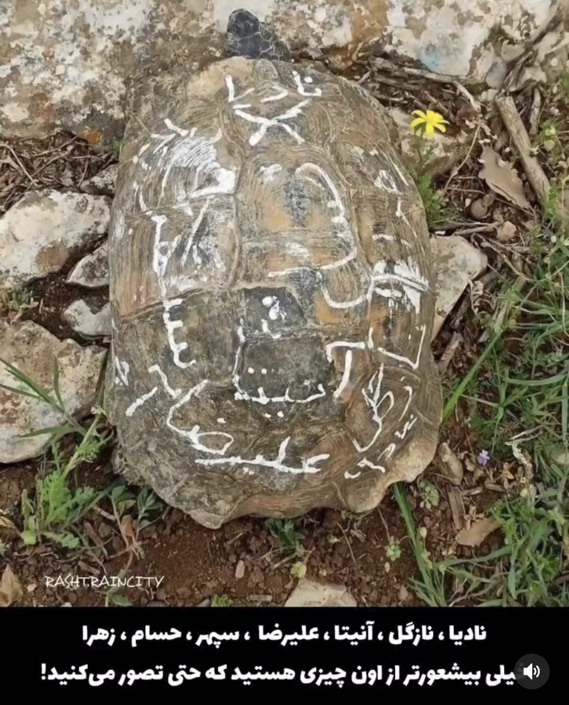 خیلی بیشعور تر از چیزی هستید که فکر میکنید !