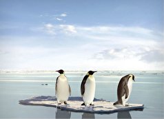 آیا عصر یخ بندان برای پنگوئن‌ها تکرار می‌شود؟