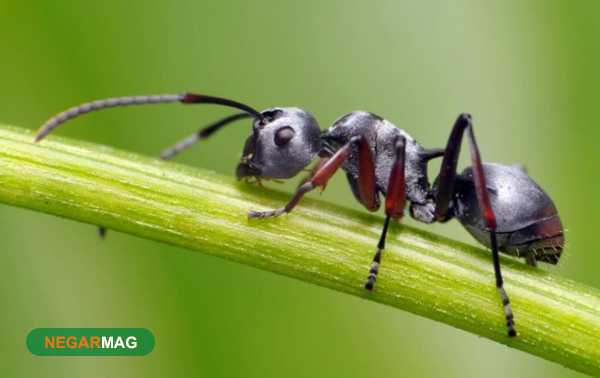 ضرب المثل ” مورچه چیه که کله پاچش چی باشه “