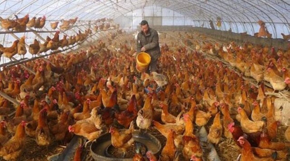 شناسایی اولین ابتلای انسانی به آنفلوآنزای H ۳ N ۸ در چین