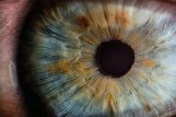 نقش سیستم ایمنی در محافظت از چشم