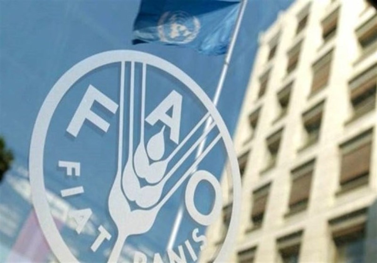 کاهش شاخص قیمت مواد غذایی جهان برای دومین ماه متوالی/ گندم و مرغ گران شد