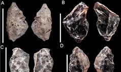 چاقویی ۶۵ هزار ساله دلیلی بر اشتراک دانش توسط انسان‌های اولیه