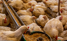 حذف تعرفه‌های صادراتی مرغ و تخم‌مرغ/ تدارک برنامه کامل برای تولید جوجه یکروزه