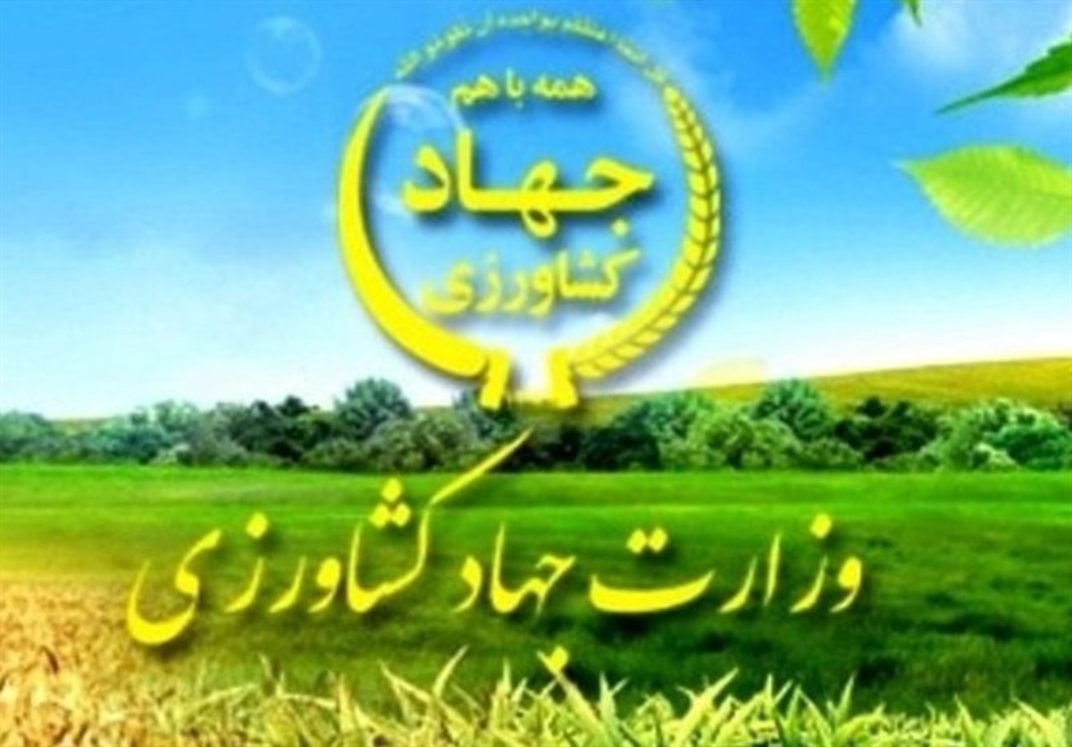 تخم مرغ زیر قیمت مصوب خود به فروش می‌رسد/ وزارت جهاد کشاورزی: برنامه‌ای برای افزایش قیمت نداریم