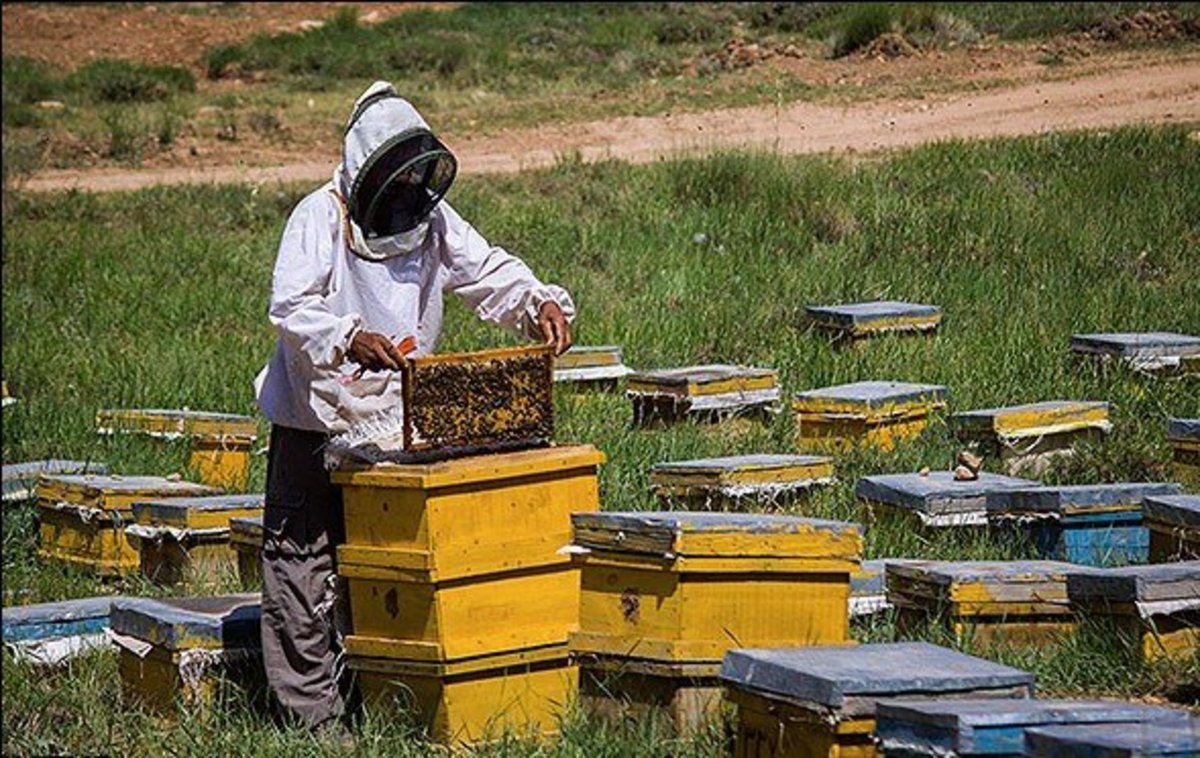 پیش‌بینی تسهیلات بانکی برای زنبورداران خسارت دیده