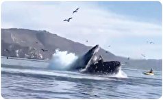 زندگی در دل نهنگ: داستان انسان‌هایی که از دل نهنگ زنده بیرون آمدند