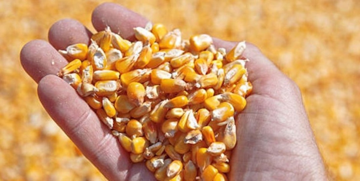 نخستین محموله غلات ساحل اوکراین را ترک کرد