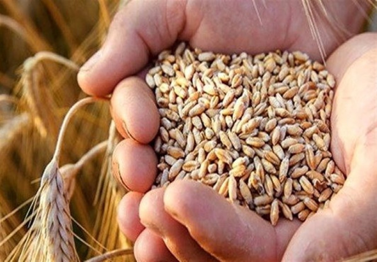 گفتگو برای اصلاح قیمت فروش گندم از هفته آینده/ مردمی‌سازی یارانه با موفقیت انجام شد