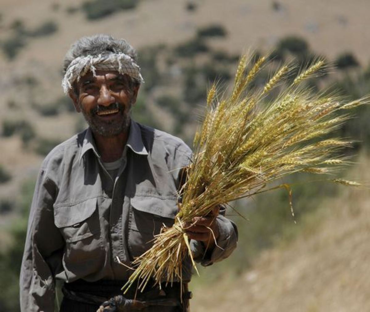 ۶۰ هزار میلیارد تومان به حساب گندمکاران واریز شد