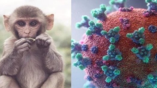 آنچه که باید از واکسن‌های آبله میمونی بدانیم: کارایی و عوارض