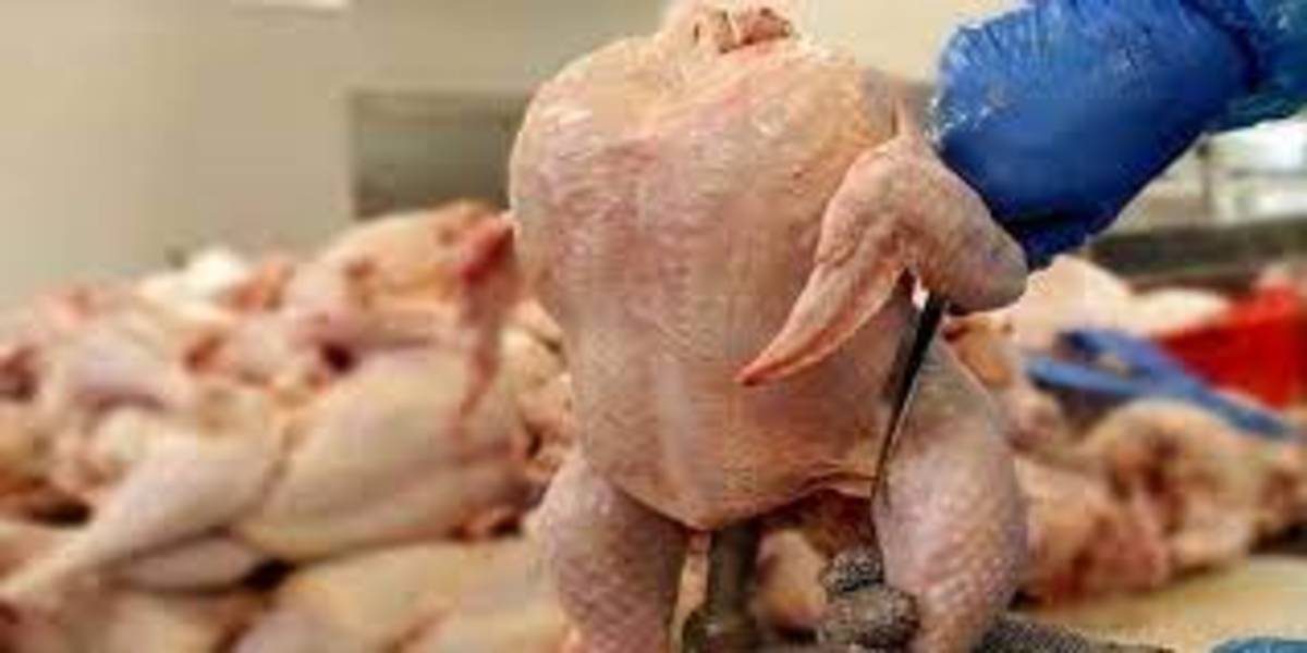 قیمت مرغ کماکان کمتر از نرخ مصوب