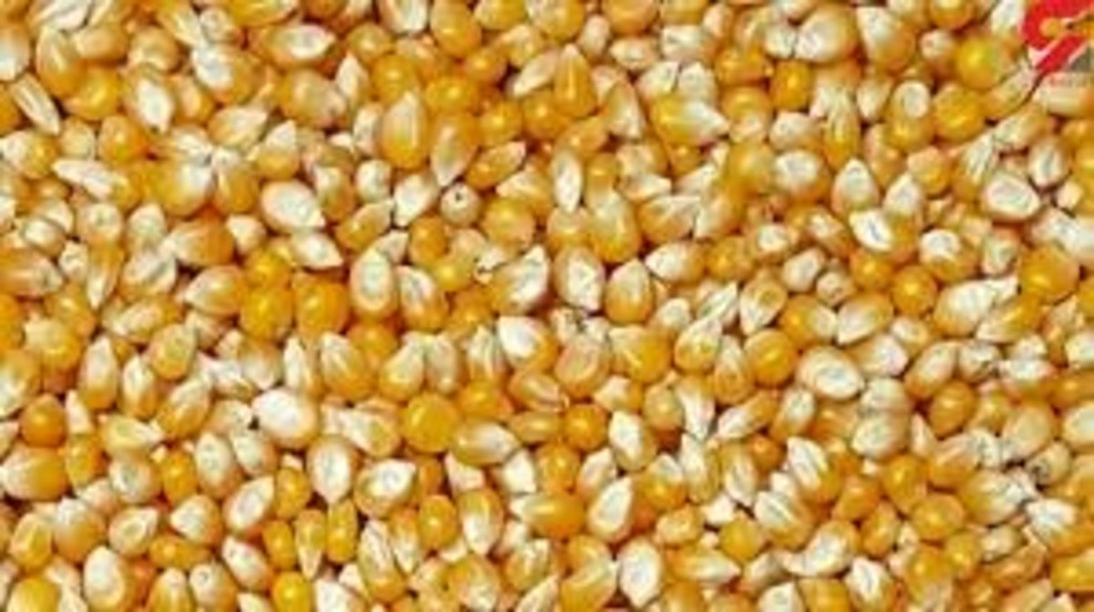 نگران ذرت‌های آلوده نباشید!