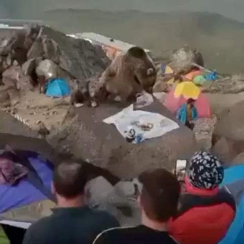 گرسنه هستند ! گرسنه هستند !