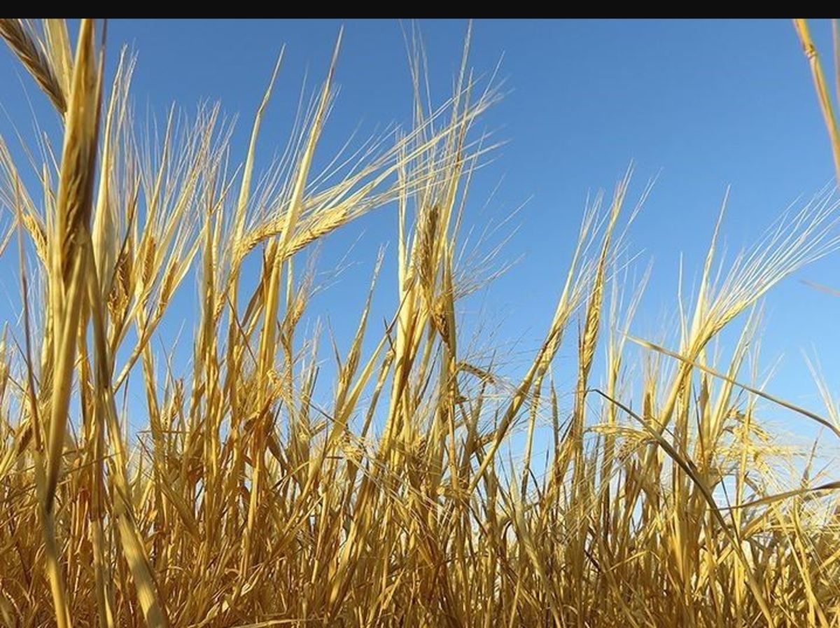 قیمت خرید تضمینی گندم برای سال زراعی جدید ۱۳ هزار تومان تعیین شد