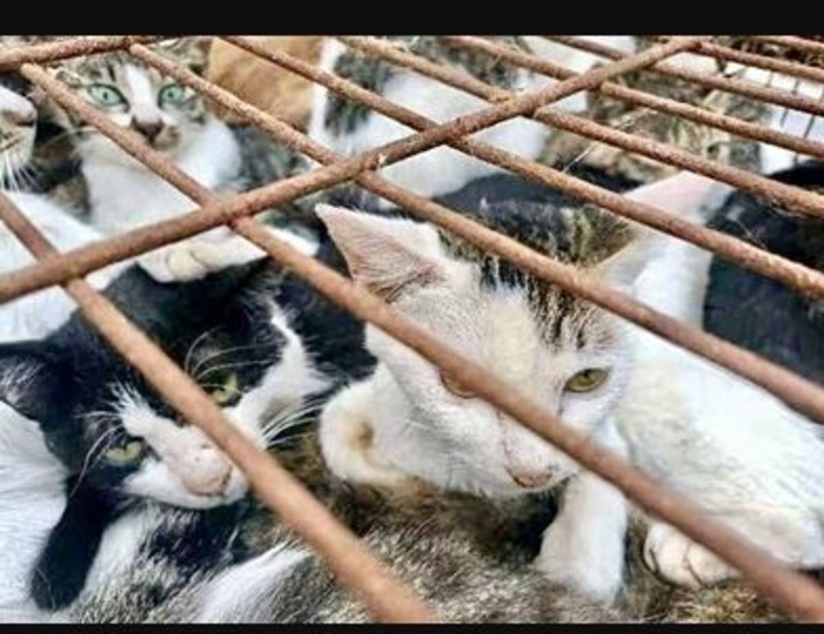 تجارت گوشت گربه در چین