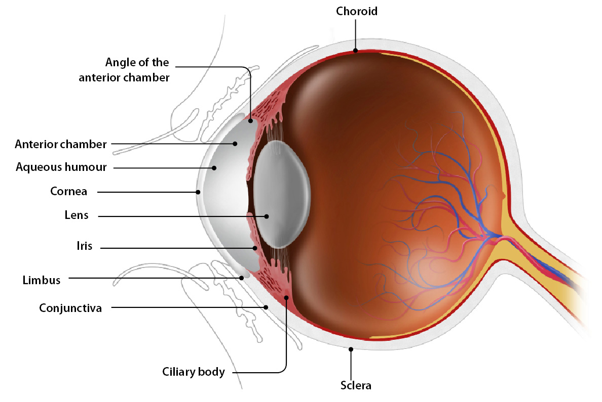 چشم‌ها دریچه‌ای به روح انسان / تشخیص علائم برخی بیماری‌ها از روی چشم