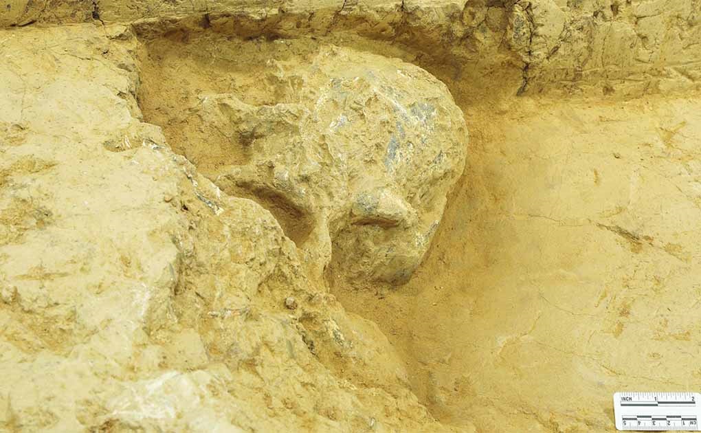 پرده برداری از تاریخ تکامل انسان با کشف جمجه انسانی به قدمت یک میلیون سال