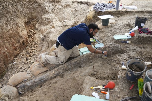 کشف عاج فیل ۸ فوتی مربوط به نیم میلیون سال قبل در جنوب اسرائیل