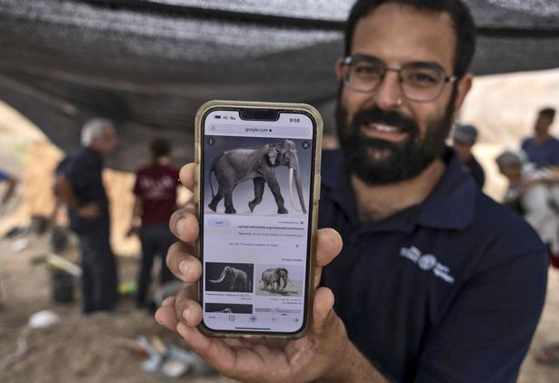 کشف عاج فیل ۸ فوتی مربوط به نیم میلیون سال قبل در جنوب اسرائیل