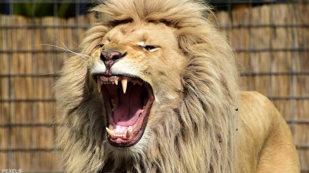 شیر نر سارق توله هایش را خورد