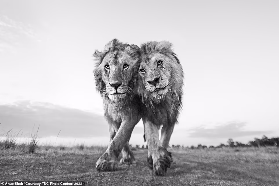 به تصویر کشیدن زیبایی‌های خارق العاده سیاره زمین در مسابقه عکس حفاظت از طبیعت ۲۰۲۲