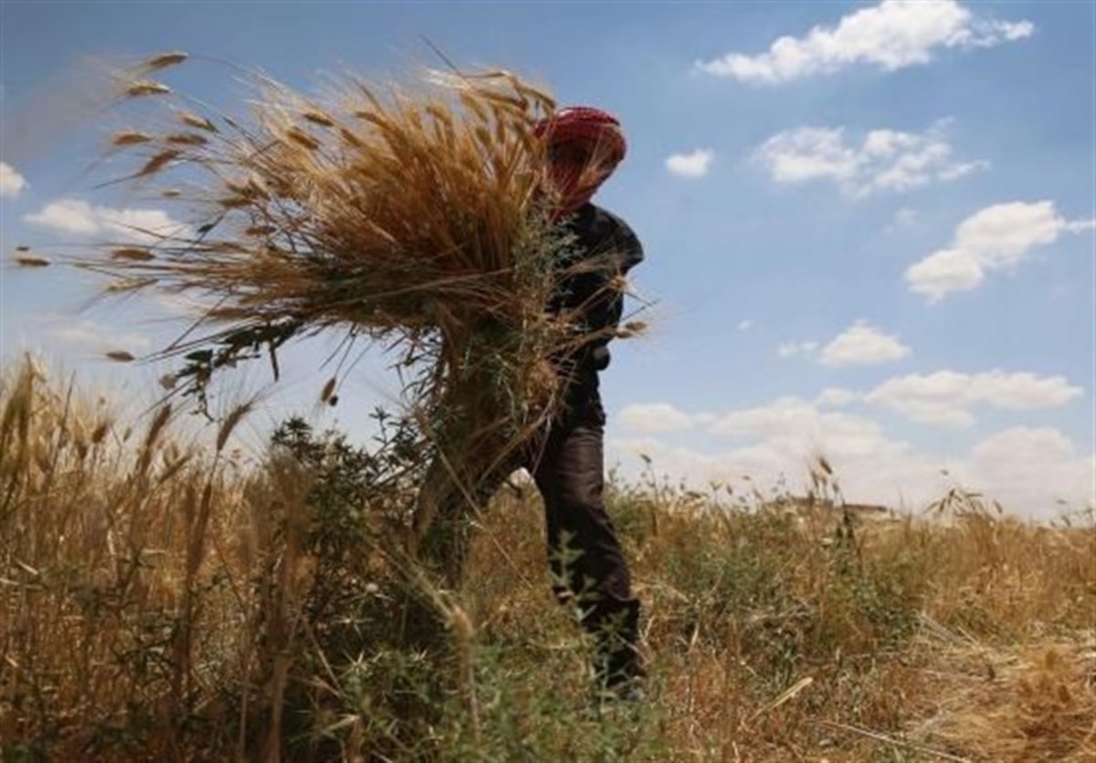 افزایش قیمت جهانی گندم به بالاترین رقم طی سه ماه گذشته