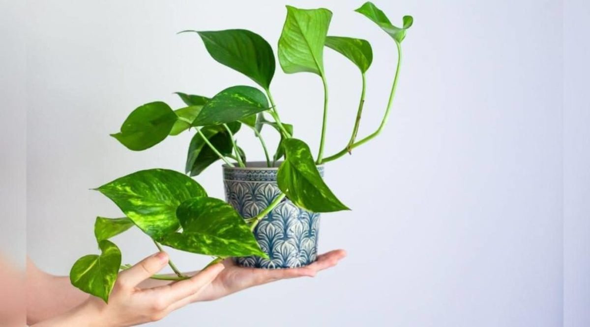 همه چیز درمورد گیاه رونده پتوس + روش نگهداری و تکثیر