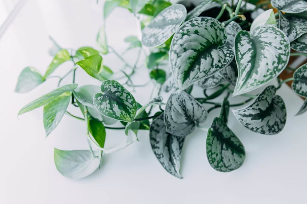 همه چیز درمورد گیاه رونده پتوس + روش نگهداری و تکثیر