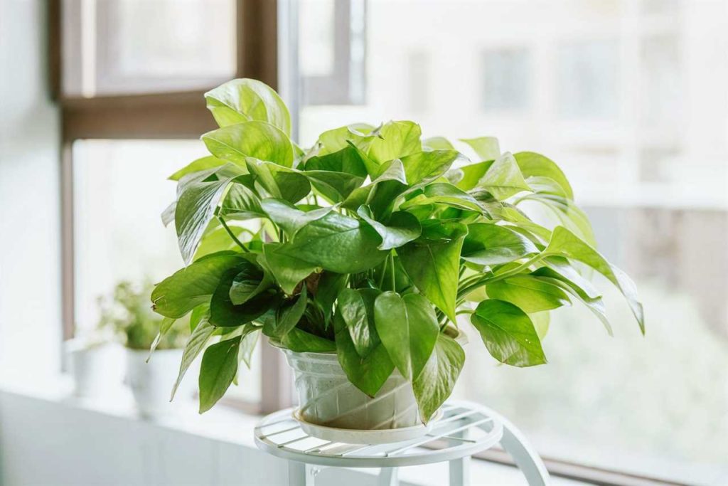 همه چیز درمورد گیاه رونده پتوس + روش نگهداری و تکثیر