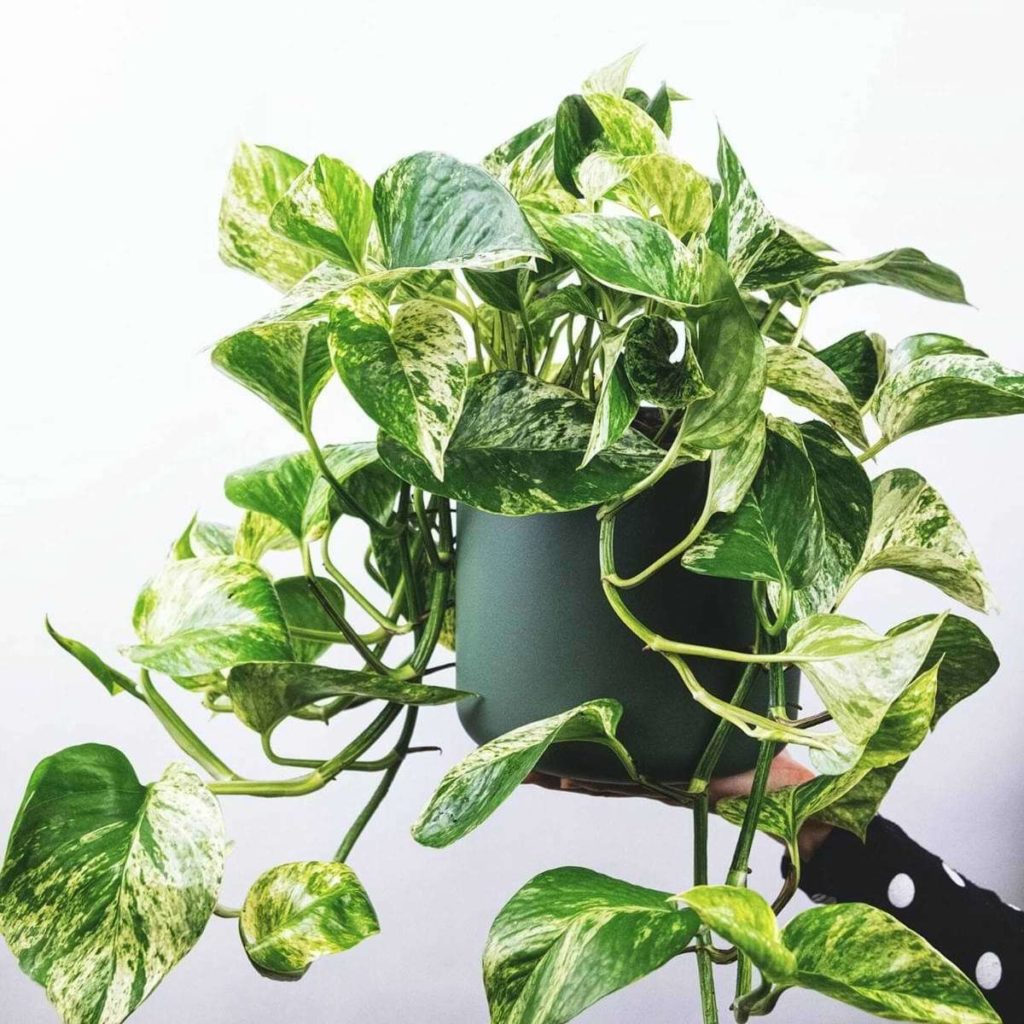 همه چیز درمورد گیاه رونده پتوس + روش نگهداری و تکثیر