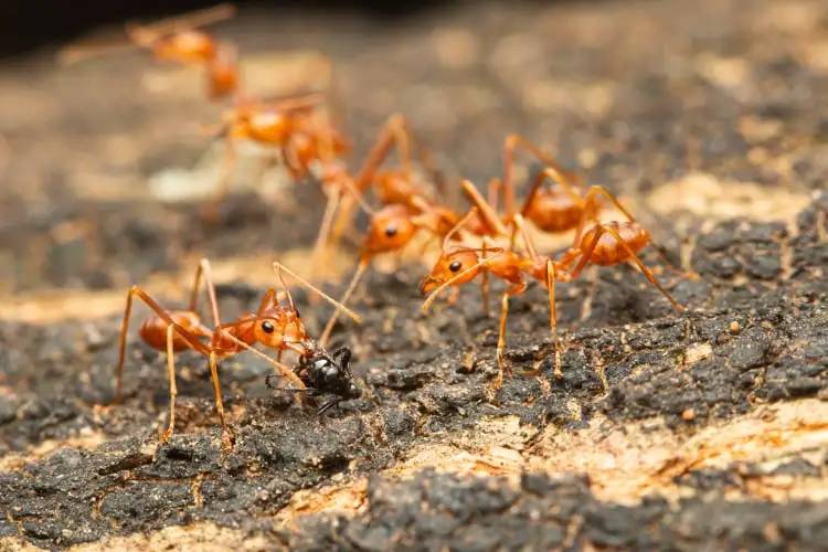 آیا مورچه‌ها اجساد خود را دفن می‌کنند؟ /حقایقی جالب درمورد قبرستان مورچه‌ها