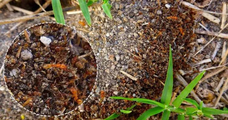 آیا مورچه‌ها اجساد خود را دفن می‌کنند؟ /حقایقی جالب درمورد قبرستان مورچه‌ها