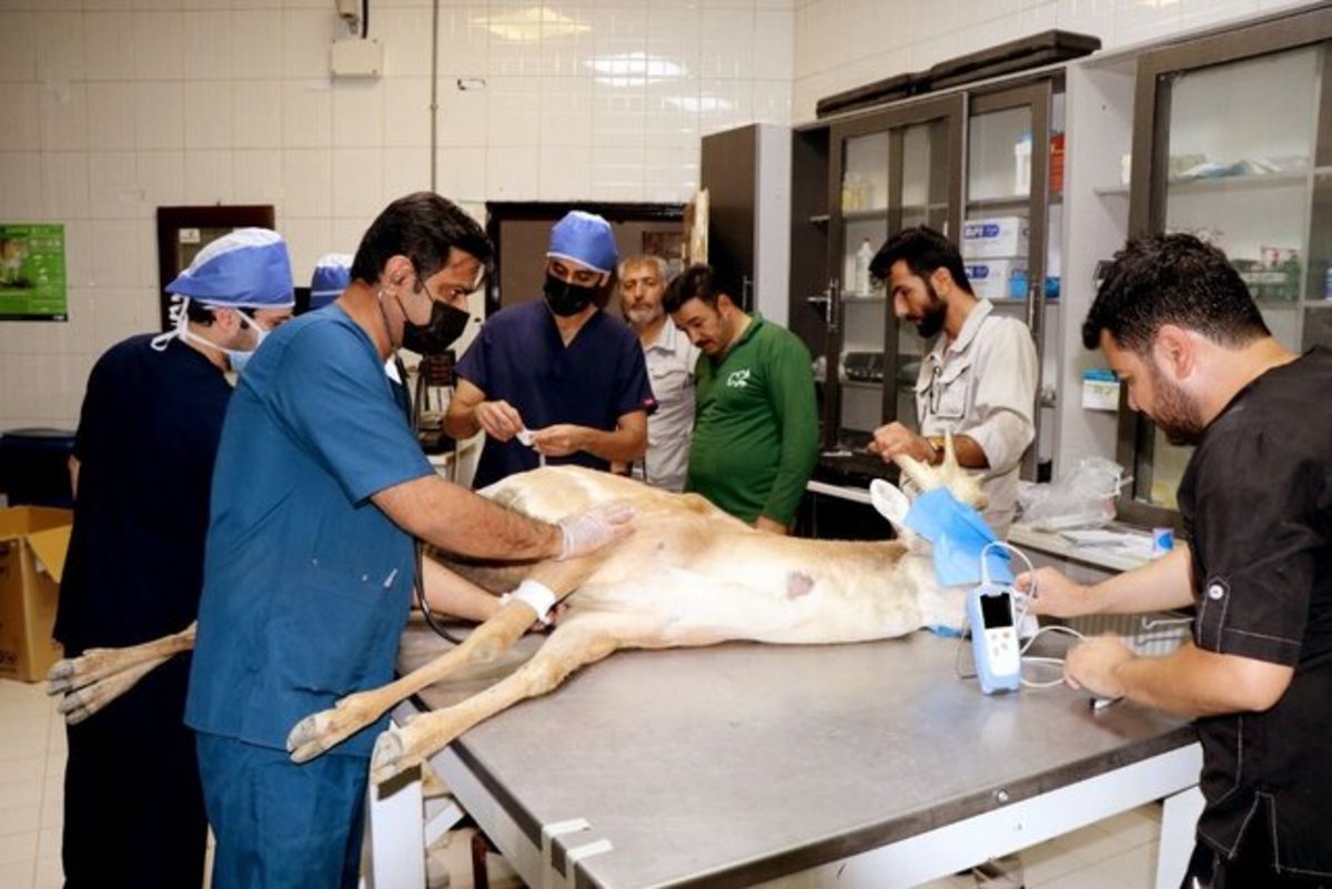علت مجروح شدن گوزن زرد در باغ وحش ارم چه بود؟