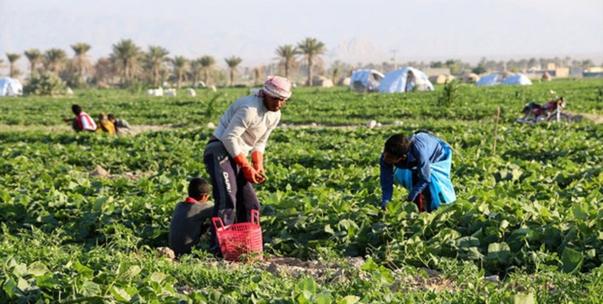 کِشت هوشمند و صرفه‌جویی در مصرف آب، پایداری تولید و حفاظت از خاک