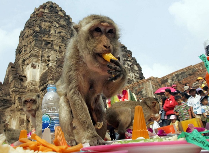 نگاهی به سنت‌های قدیمی کشورها/ از ضیافت گرفتن برای میمون‌ها تا قل دادن پنیر از بالای تپه