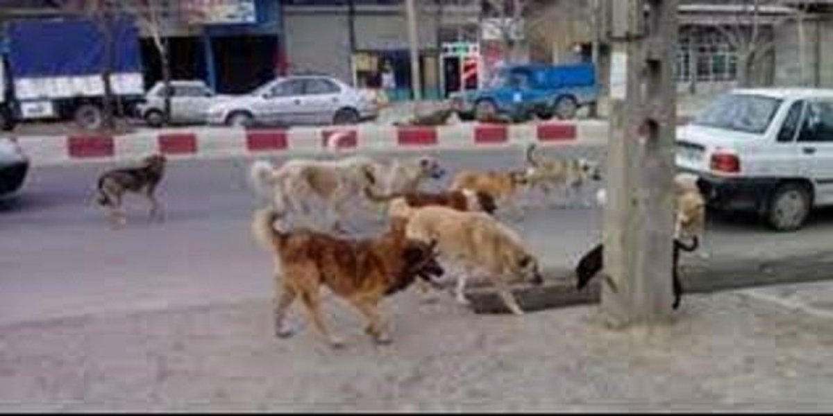 لزوم جمعاوری هرچه سریع‌تر سگ‌های ولگرد از سطح شهر
