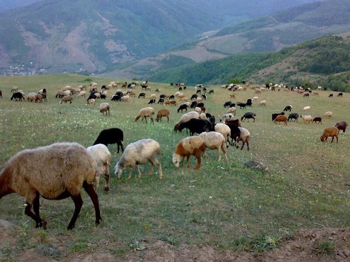 کاهش ۵۰ درصدی علوفه مرتعی در خراسان شمالی به دلیل خشکسالی