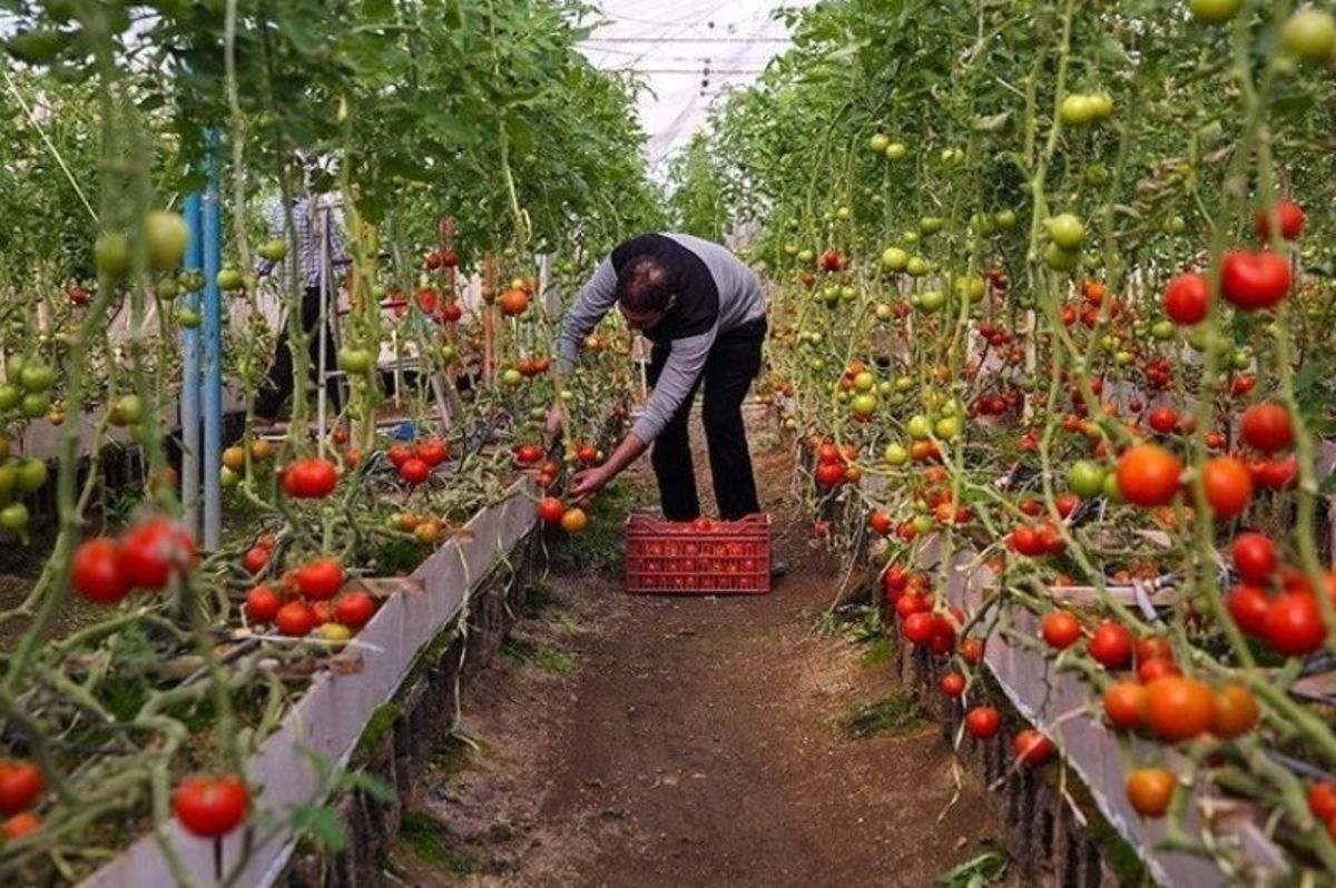 ریل‌گذاری ۷۵ هزار هکتاری برای توسعه کشت گلخانه‌ای