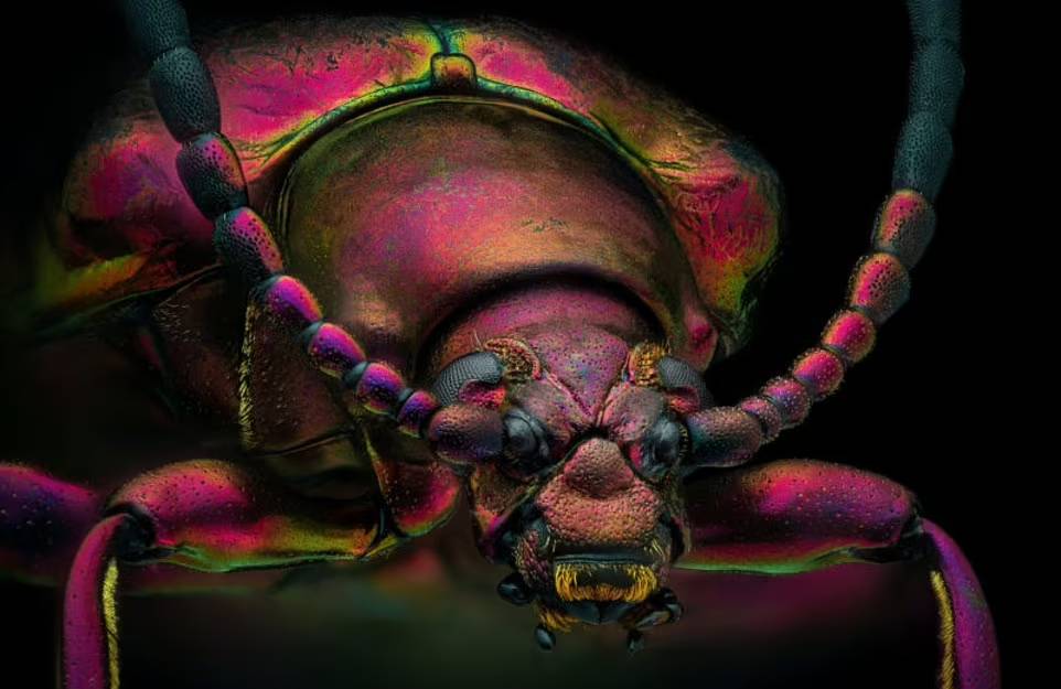 تصاویر باورنکردنی و ترسناک میکروسکوپی از چهره مورچه