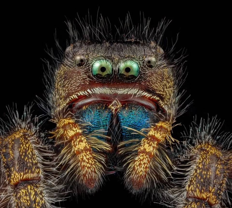 تصاویر باورنکردنی و ترسناک میکروسکوپی از چهره مورچه