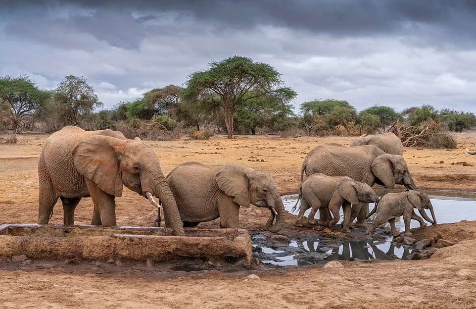 گورستان دست جمعی حیوانات در زمین سوخته کنیا بر اثر خشکسالی